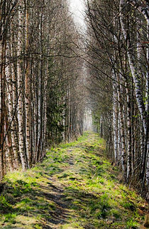 00000003 The Path.jpg