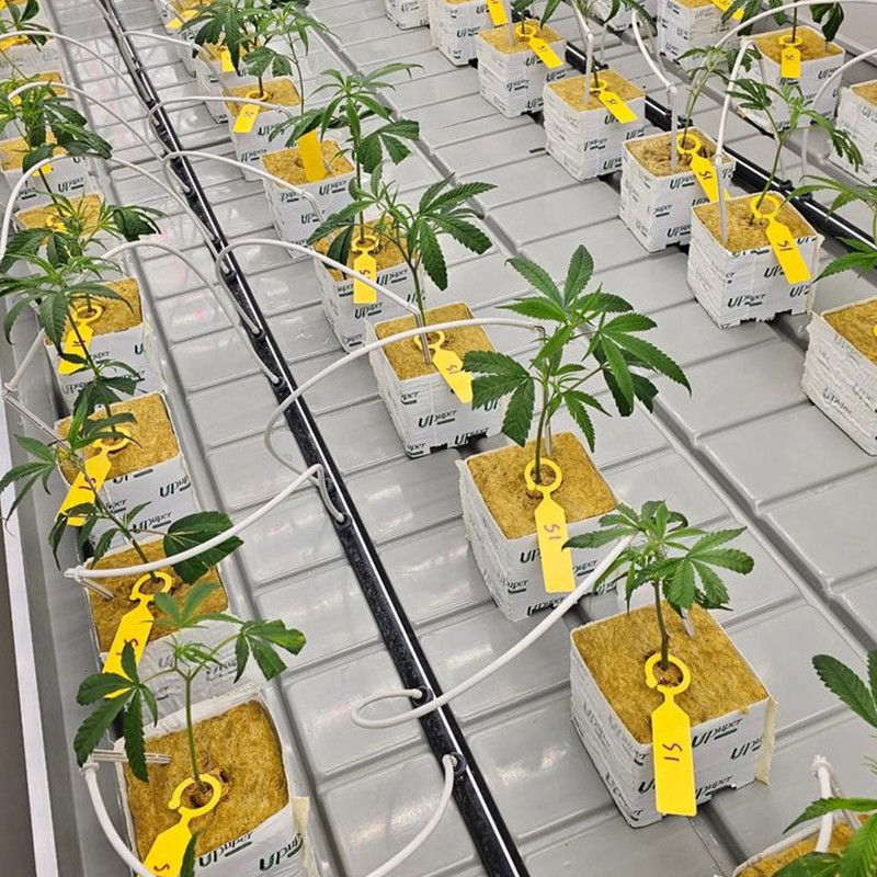 ภาพขนาดย่อ: (1 Piece) 4 inch Rockwool cubes -CB 100L