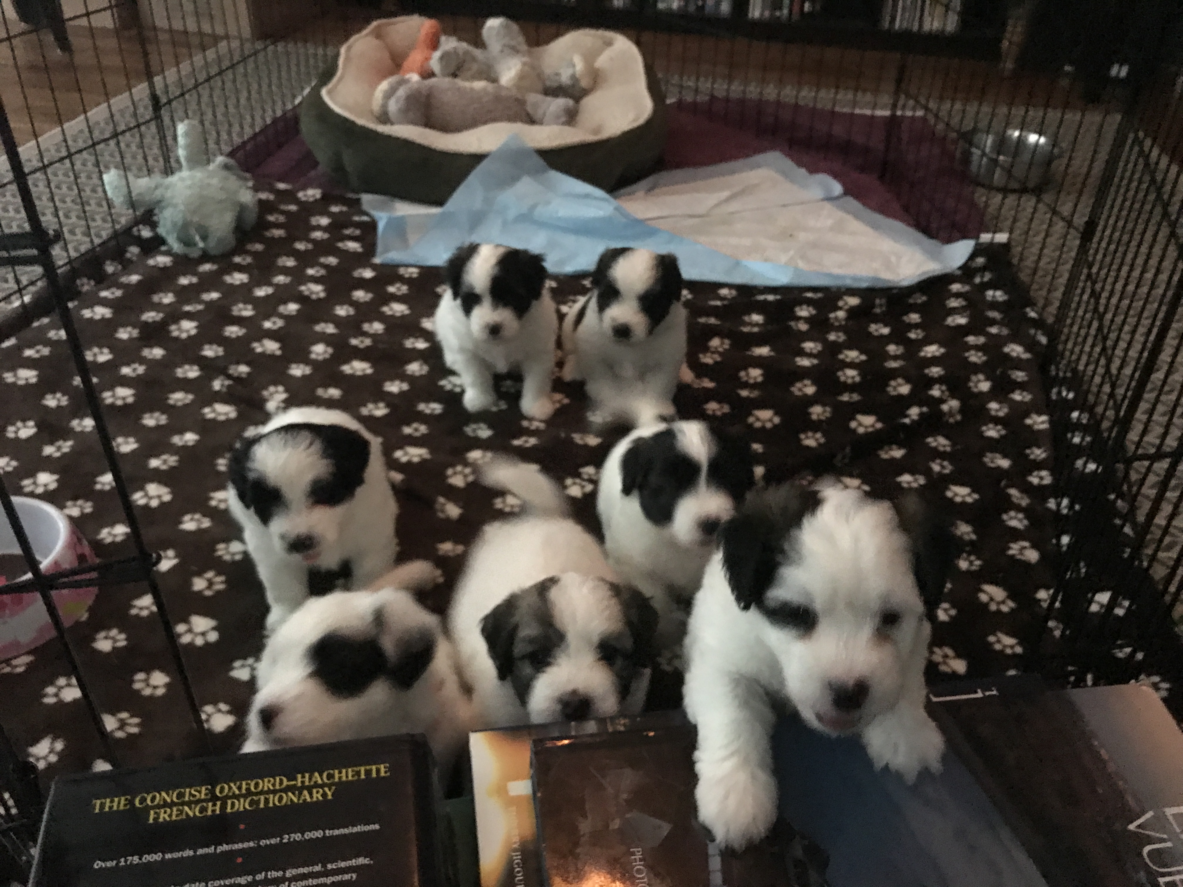 Cosette's pups