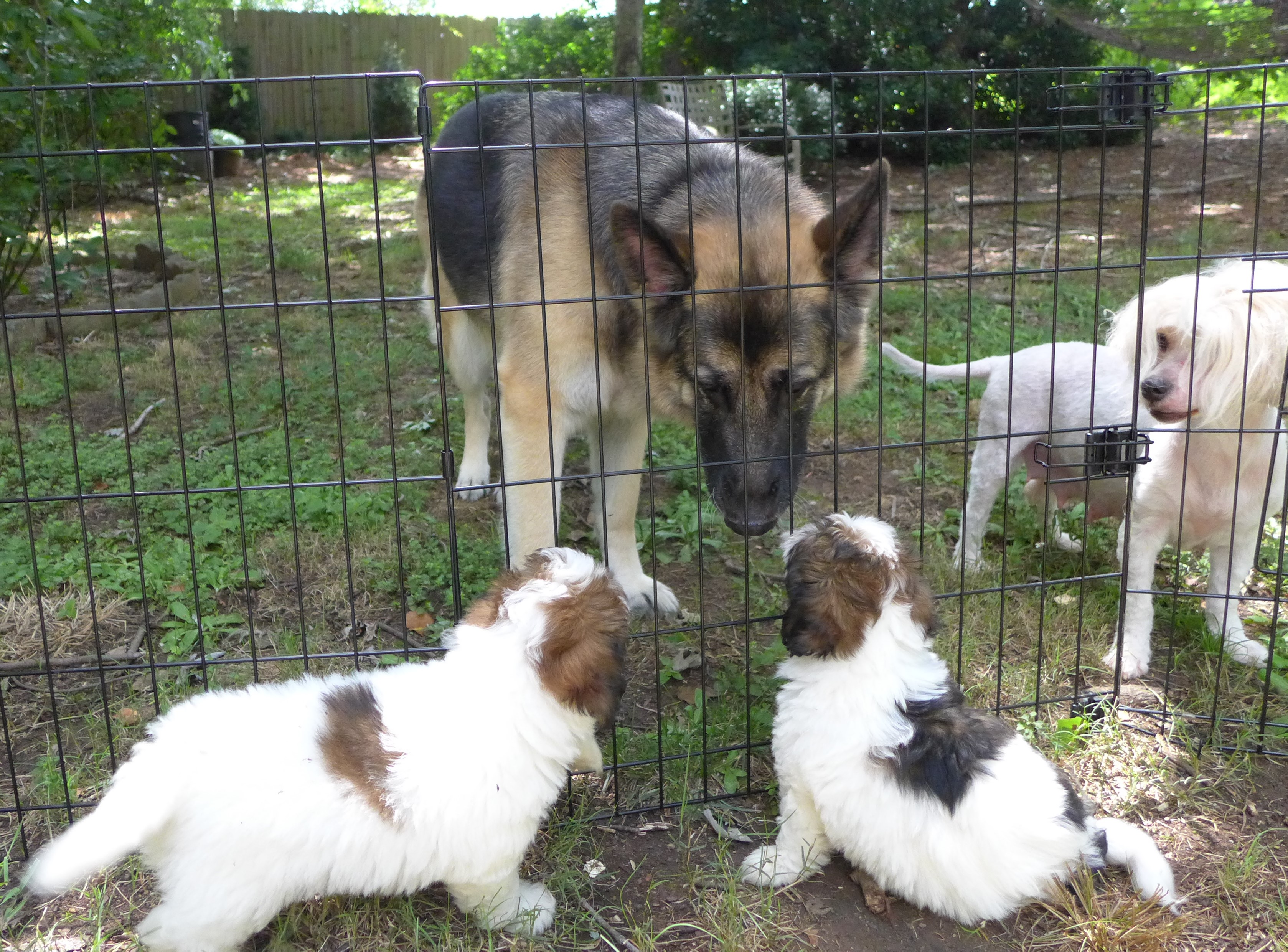 Gary, Amaryllis, Bella, Mati