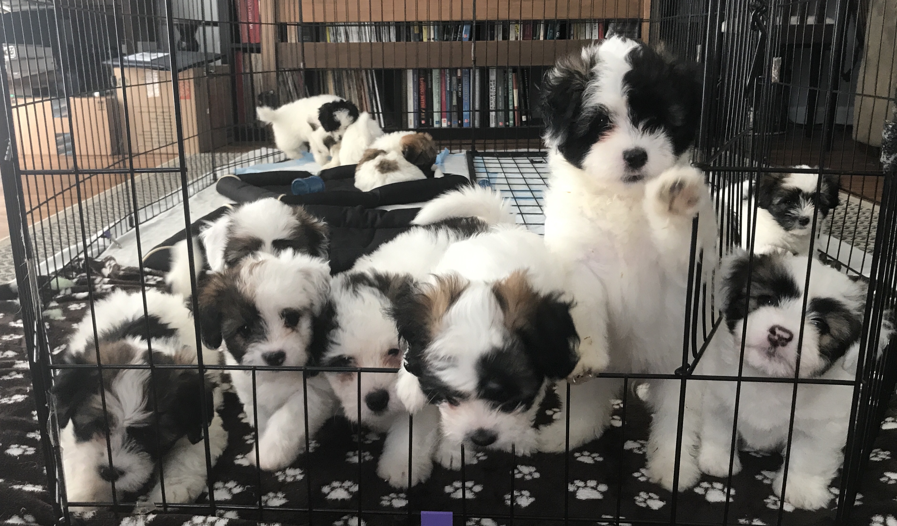 Bunch of cuties