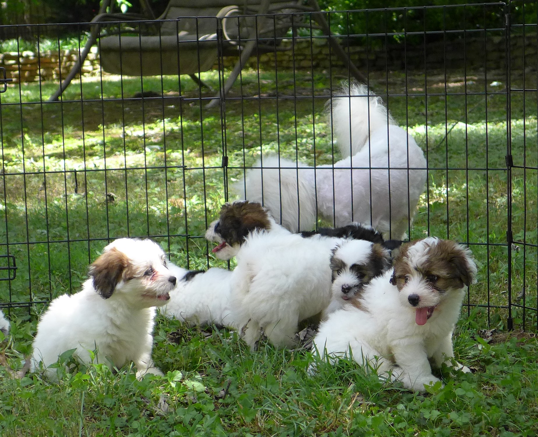 Buttercup, Rose, Gary