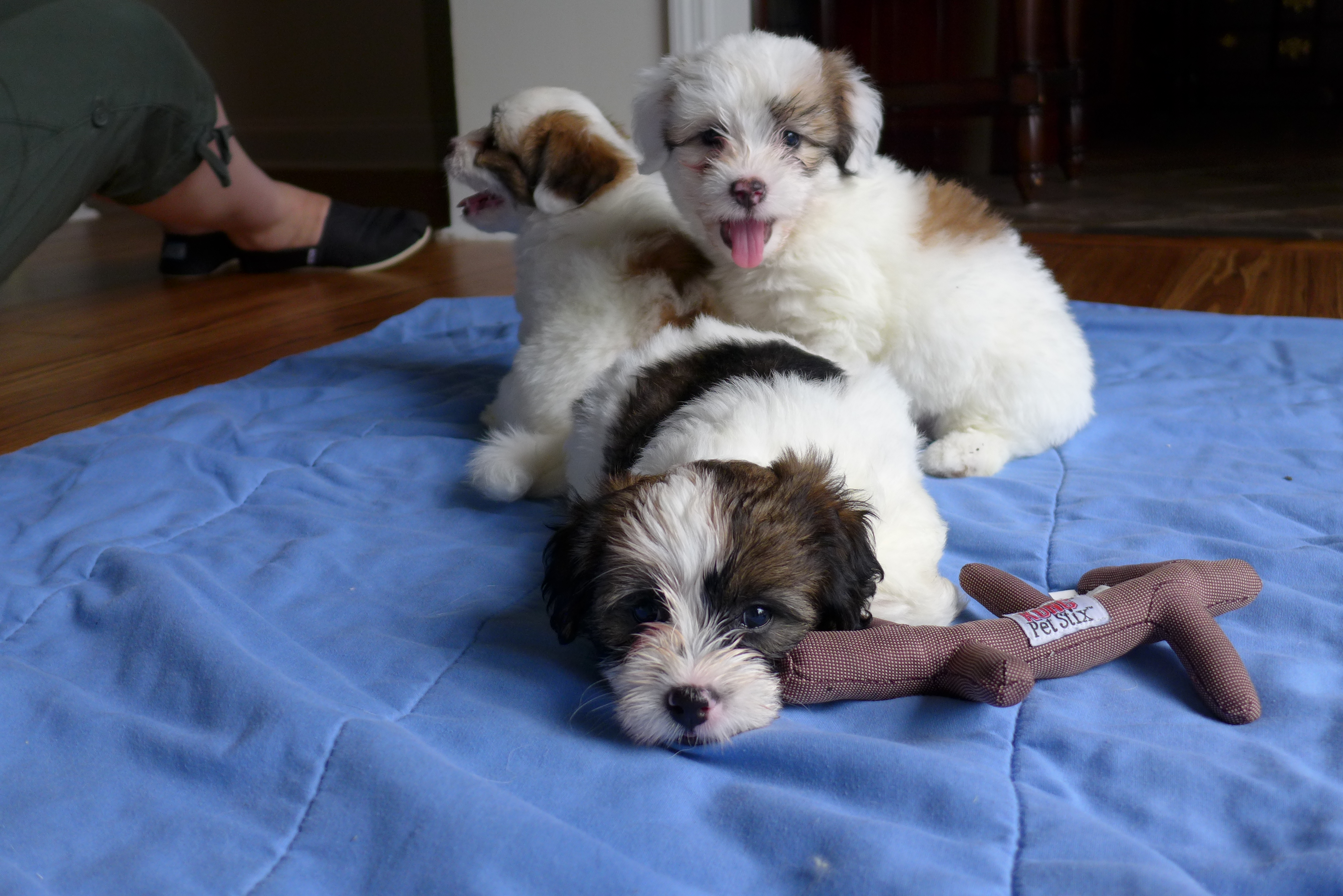 Buttercup, Eddie, Amaryllis