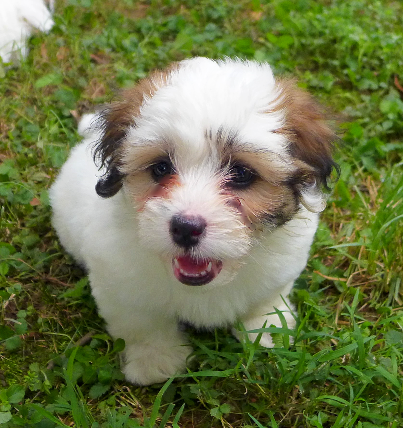 Buttercup