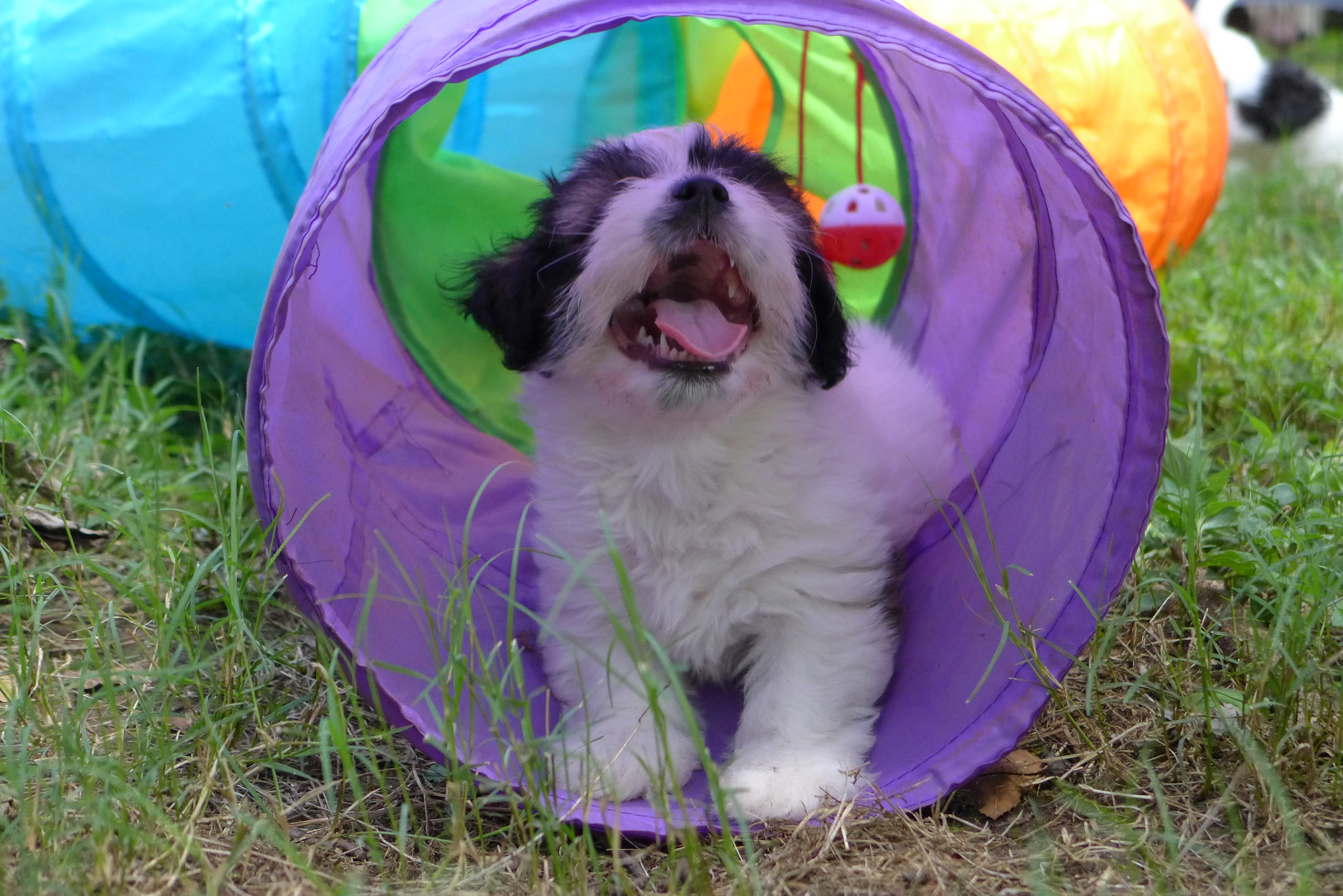 Petunia