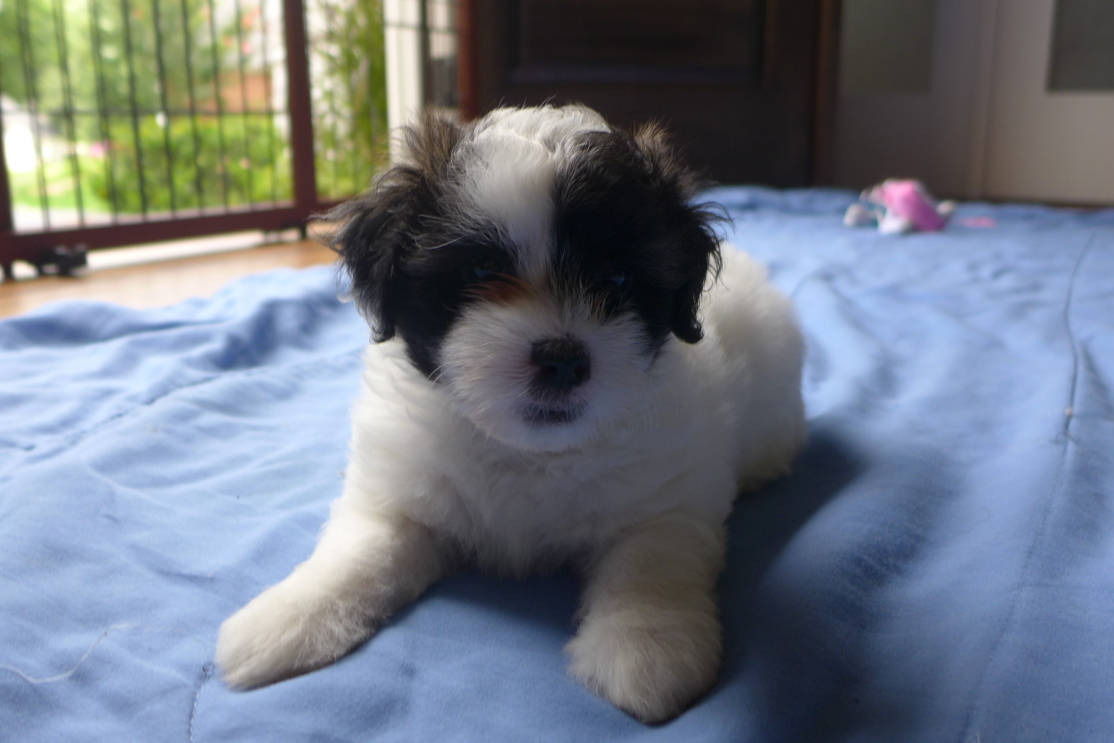 Lily