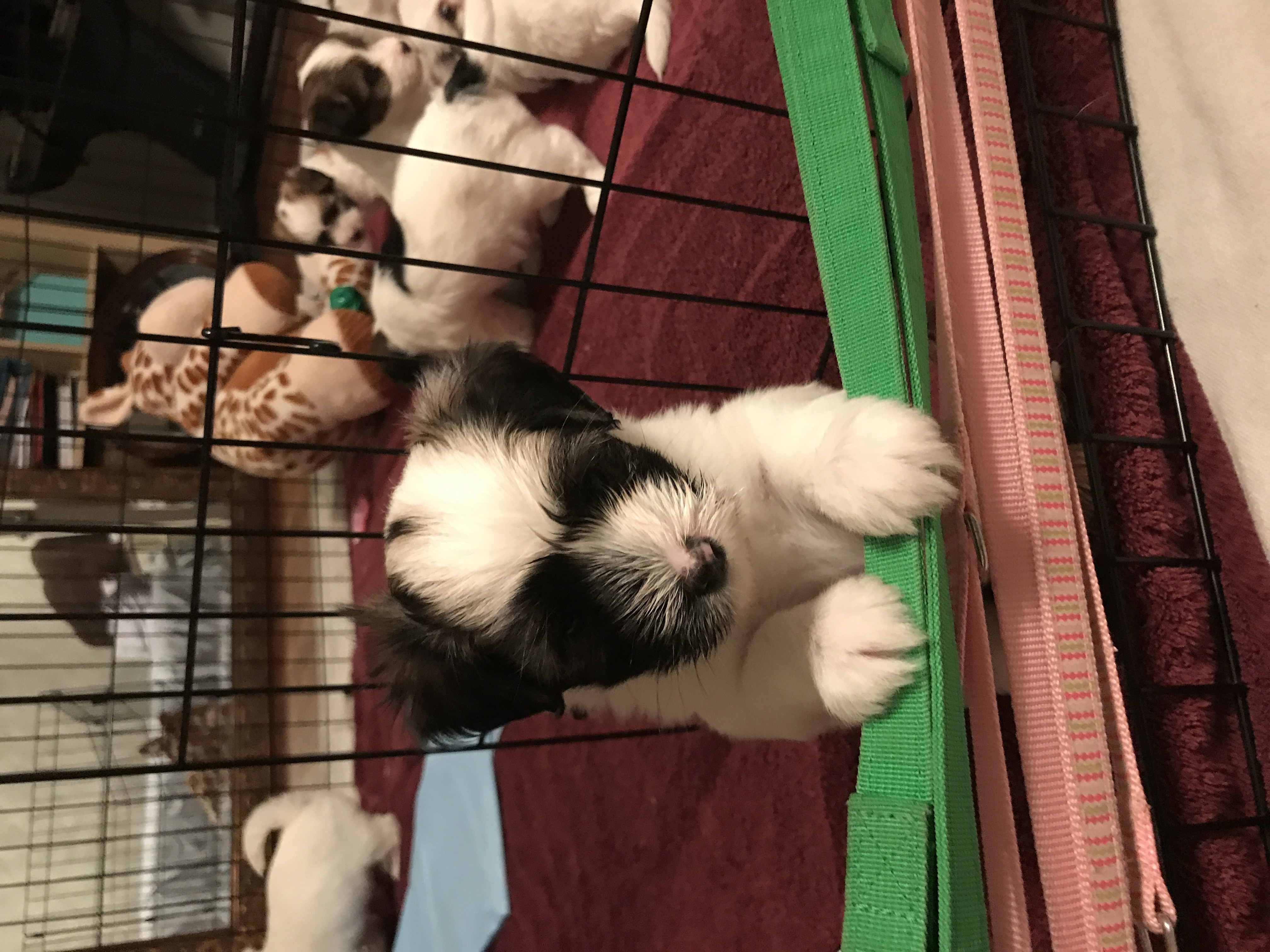 Daisy