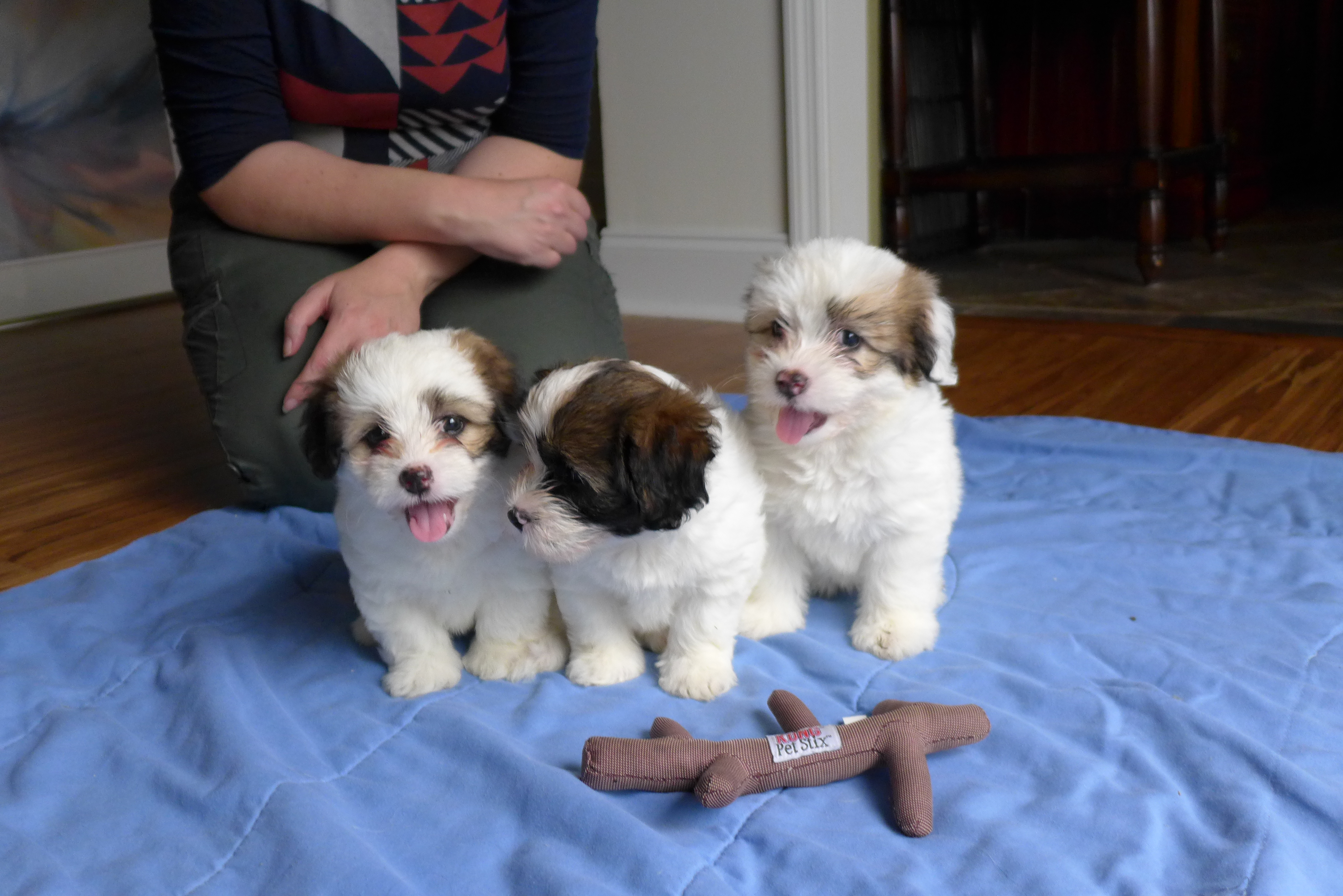 Buttercup, Amaryllis, Eddie