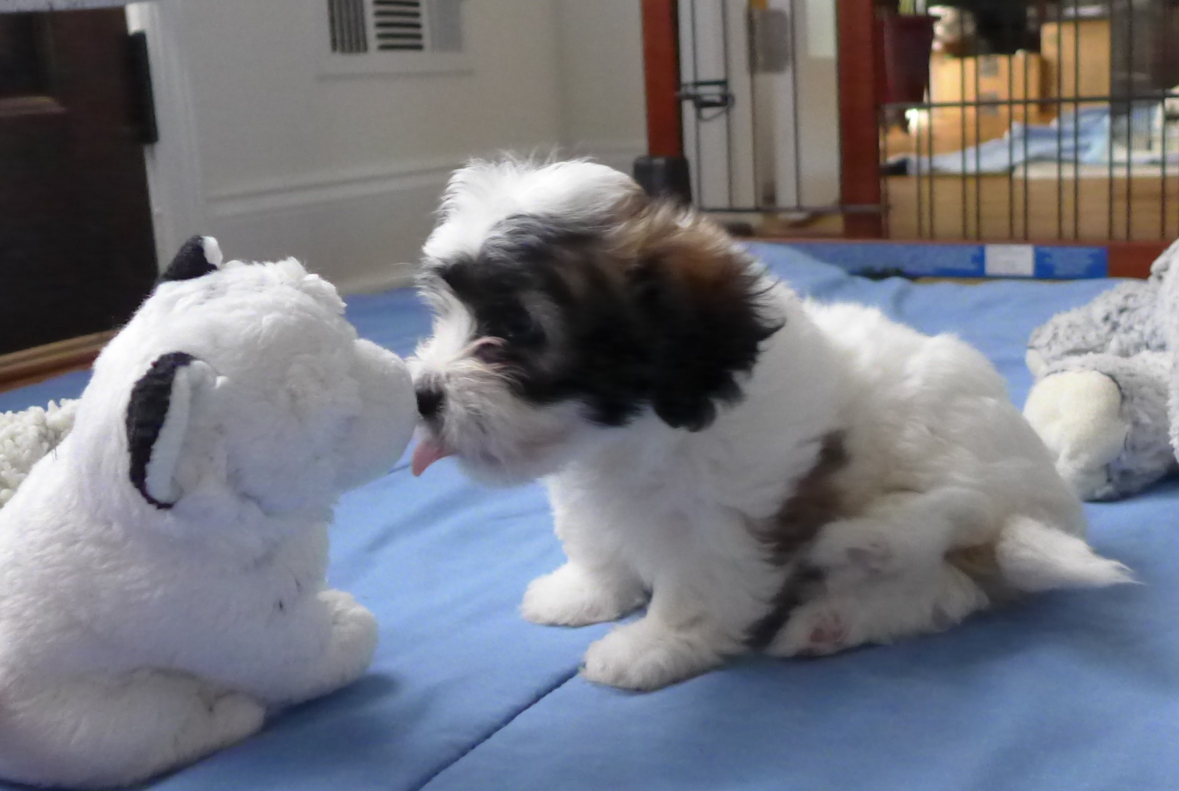 Petunia