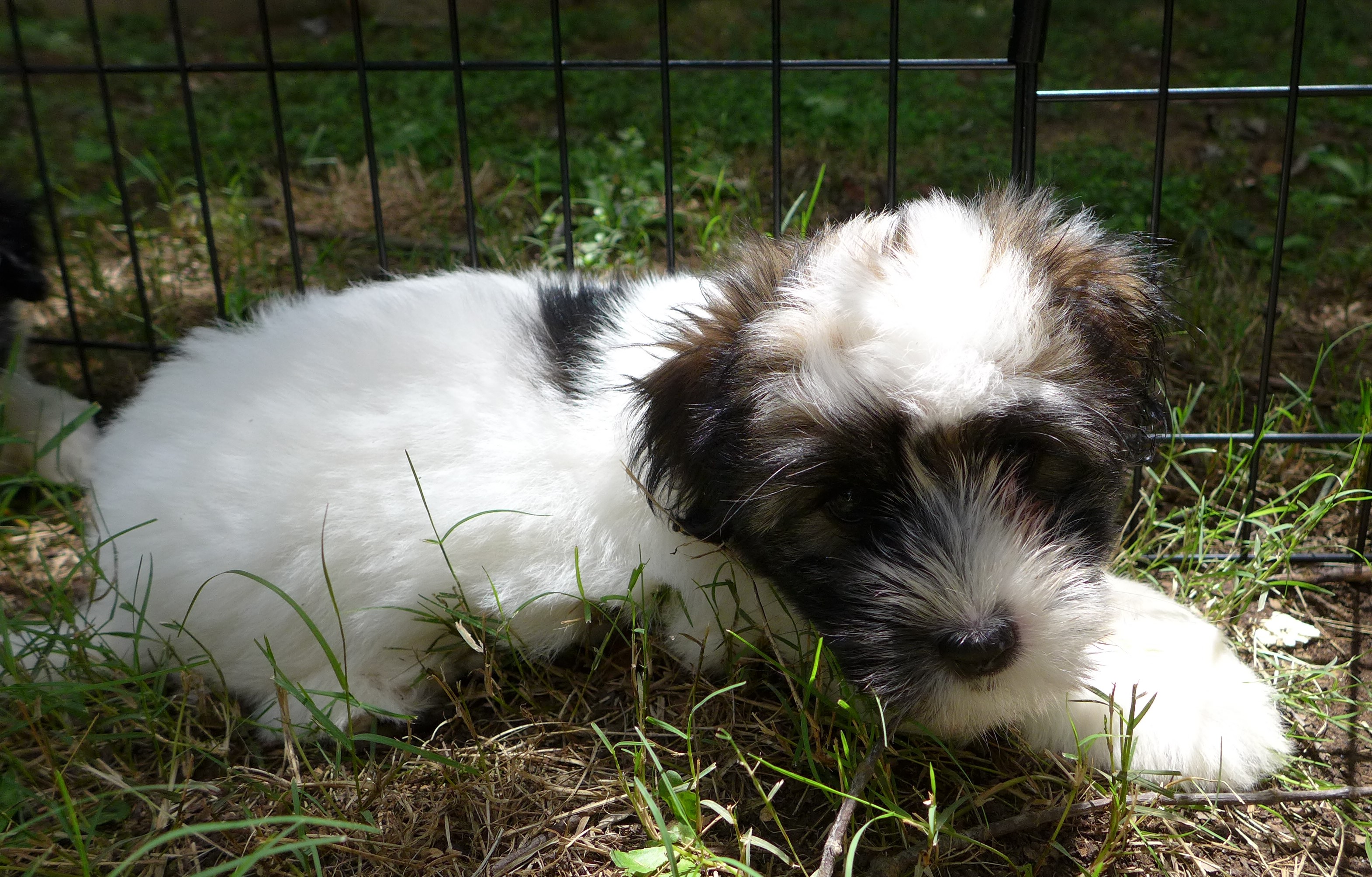Daisy
