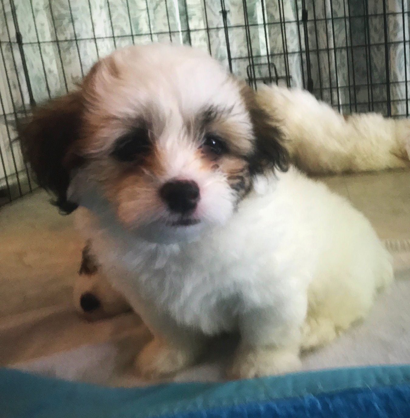 Buttercup