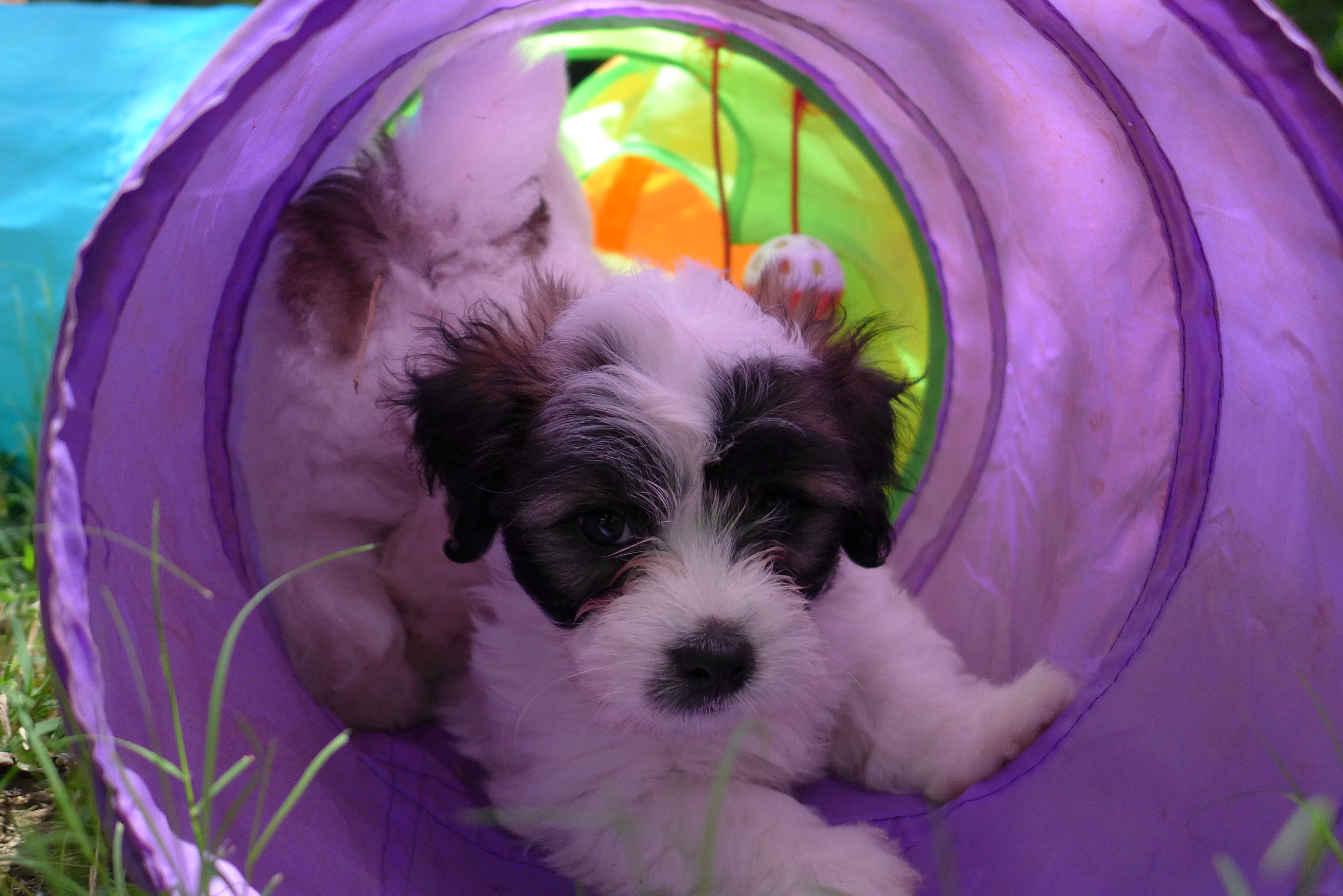 Petunia