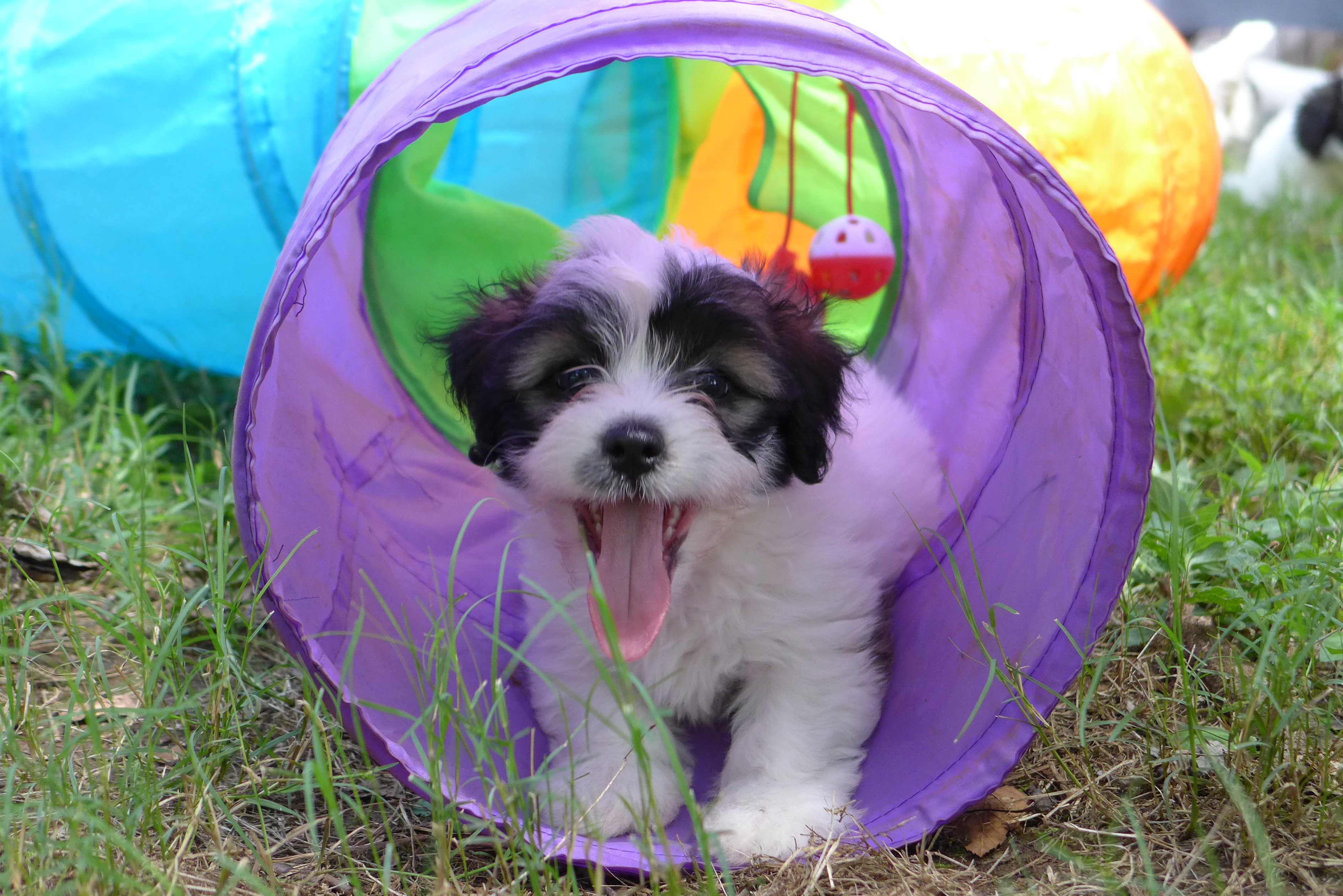 Petunia