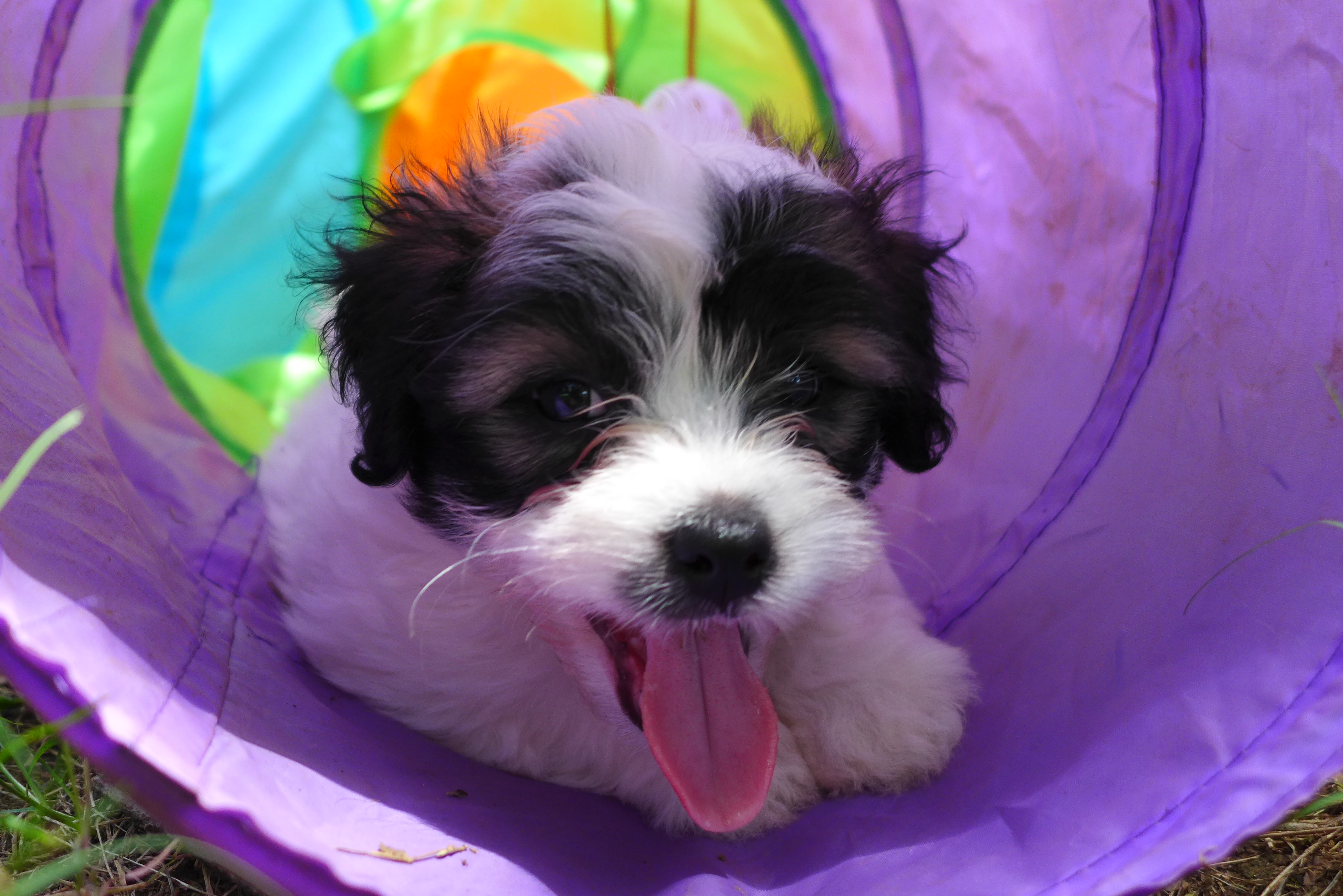 Petunia