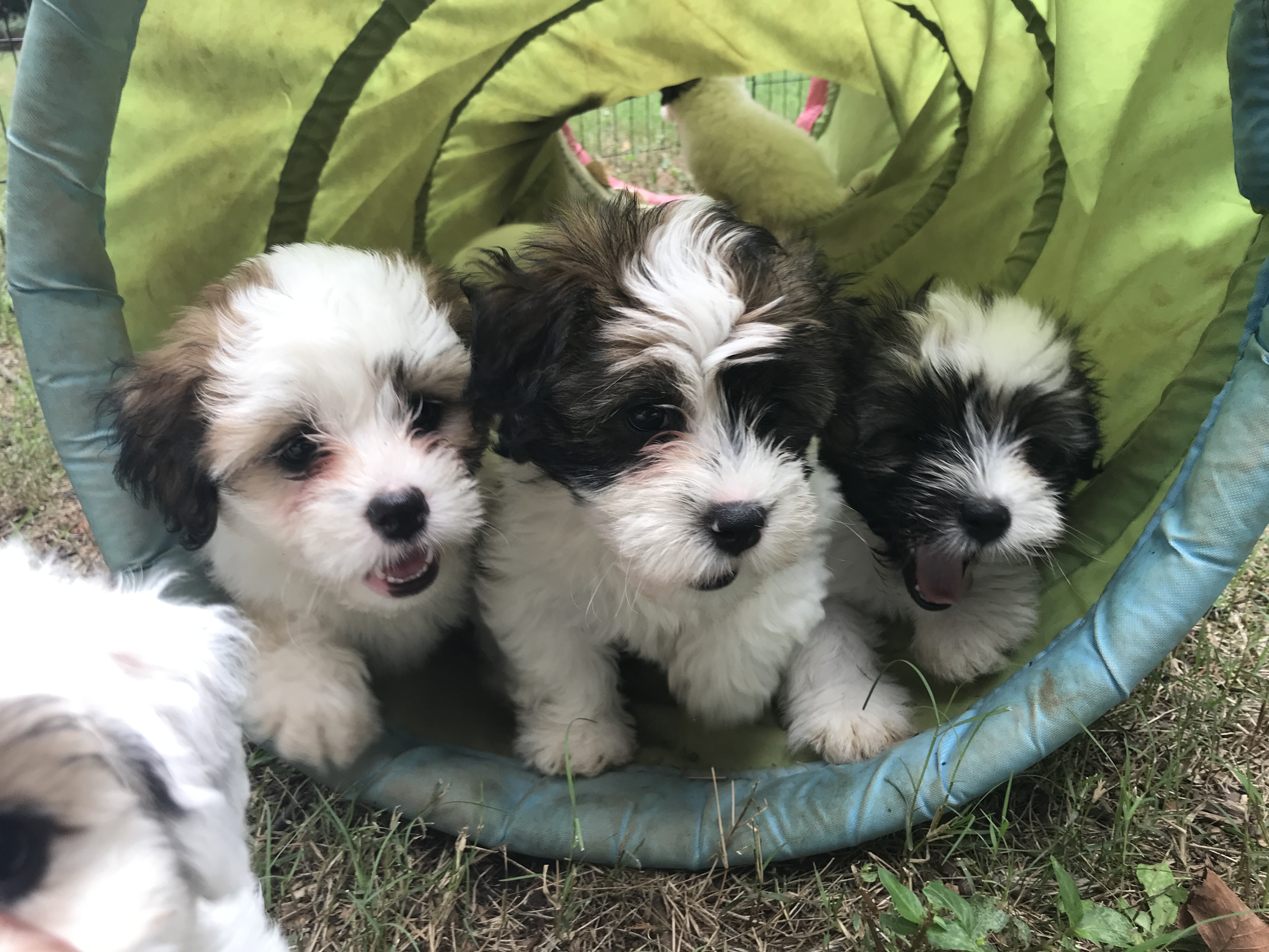 Buttercup, Oleander, Daisy