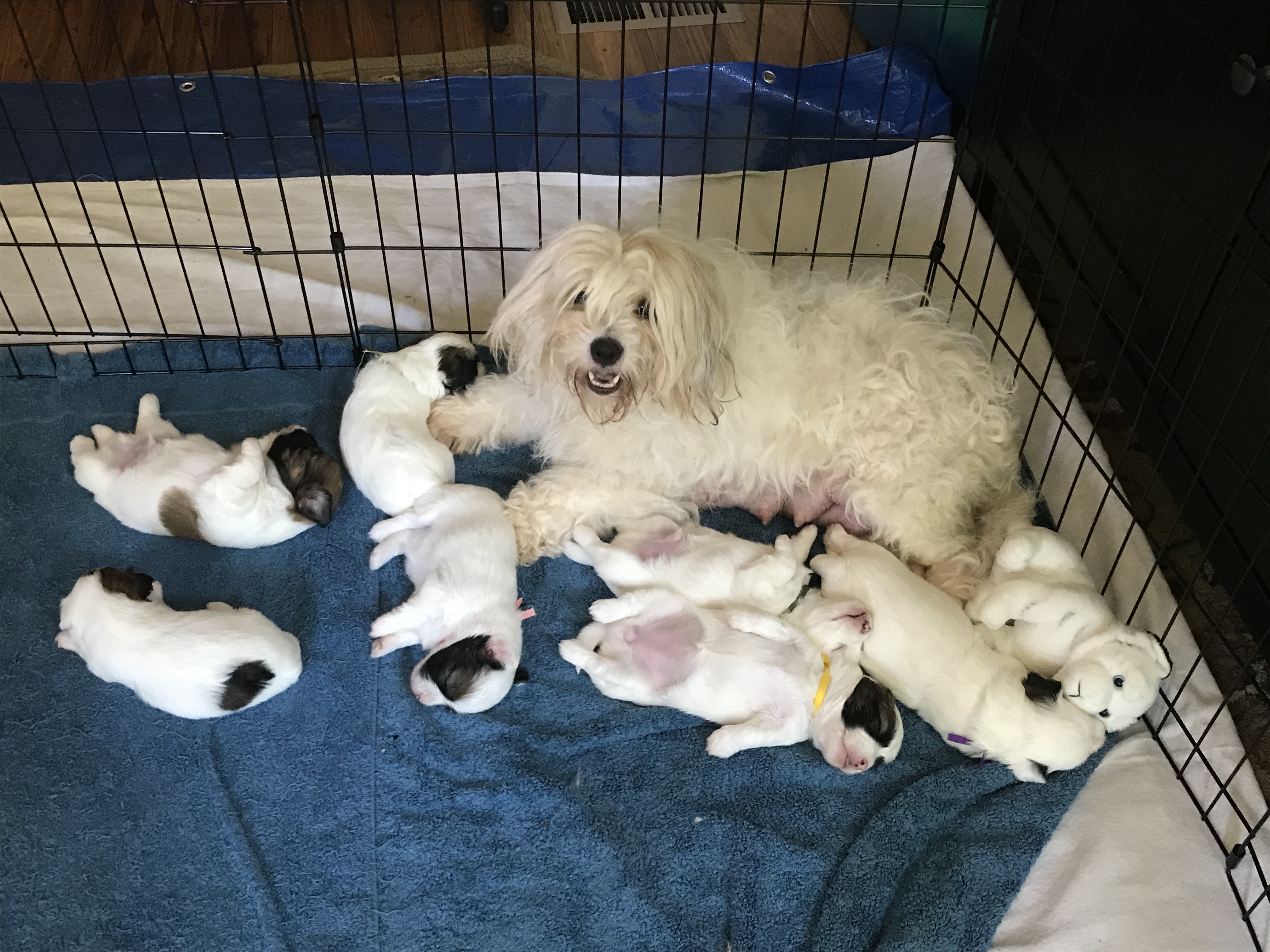 Mati's pups