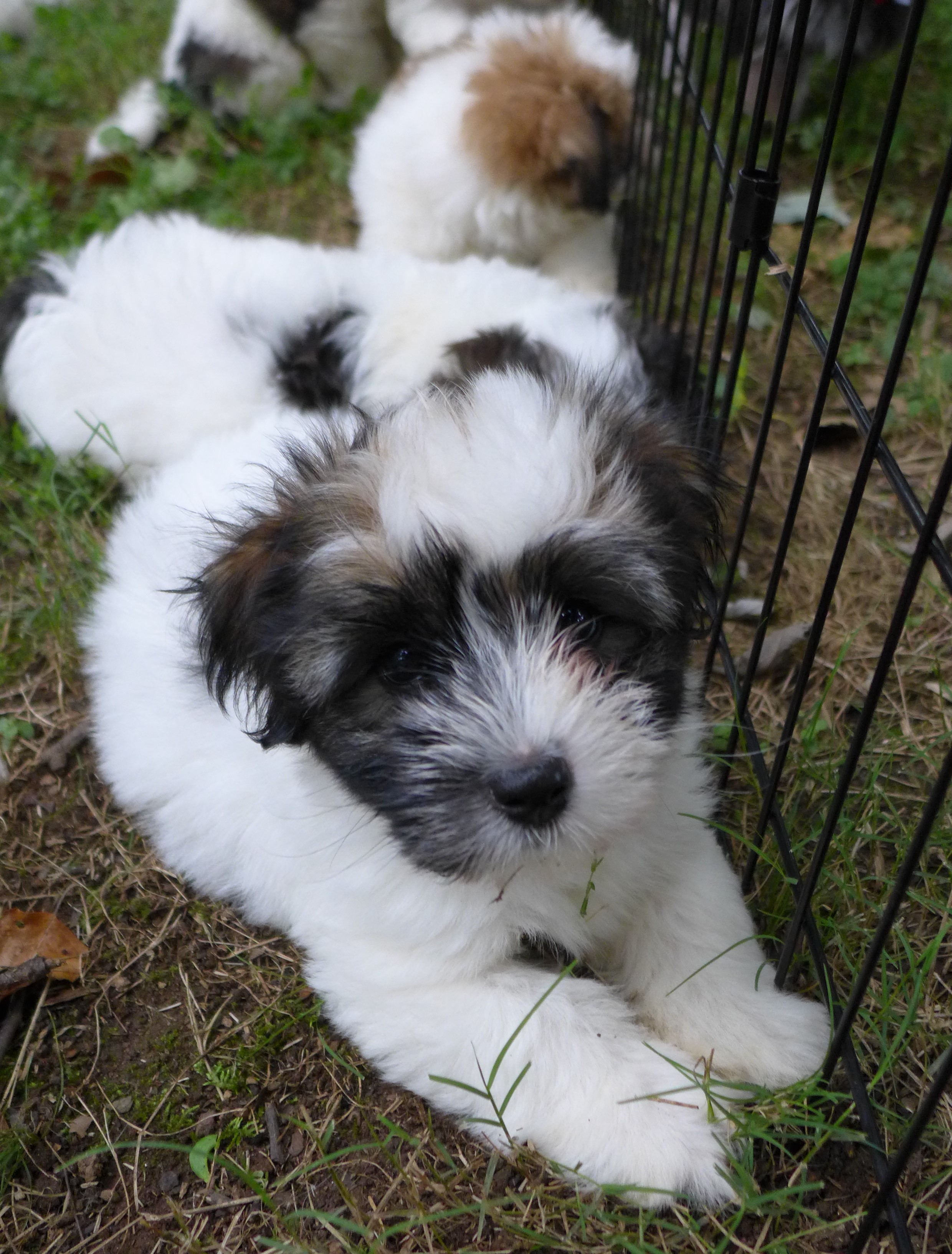 Daisy