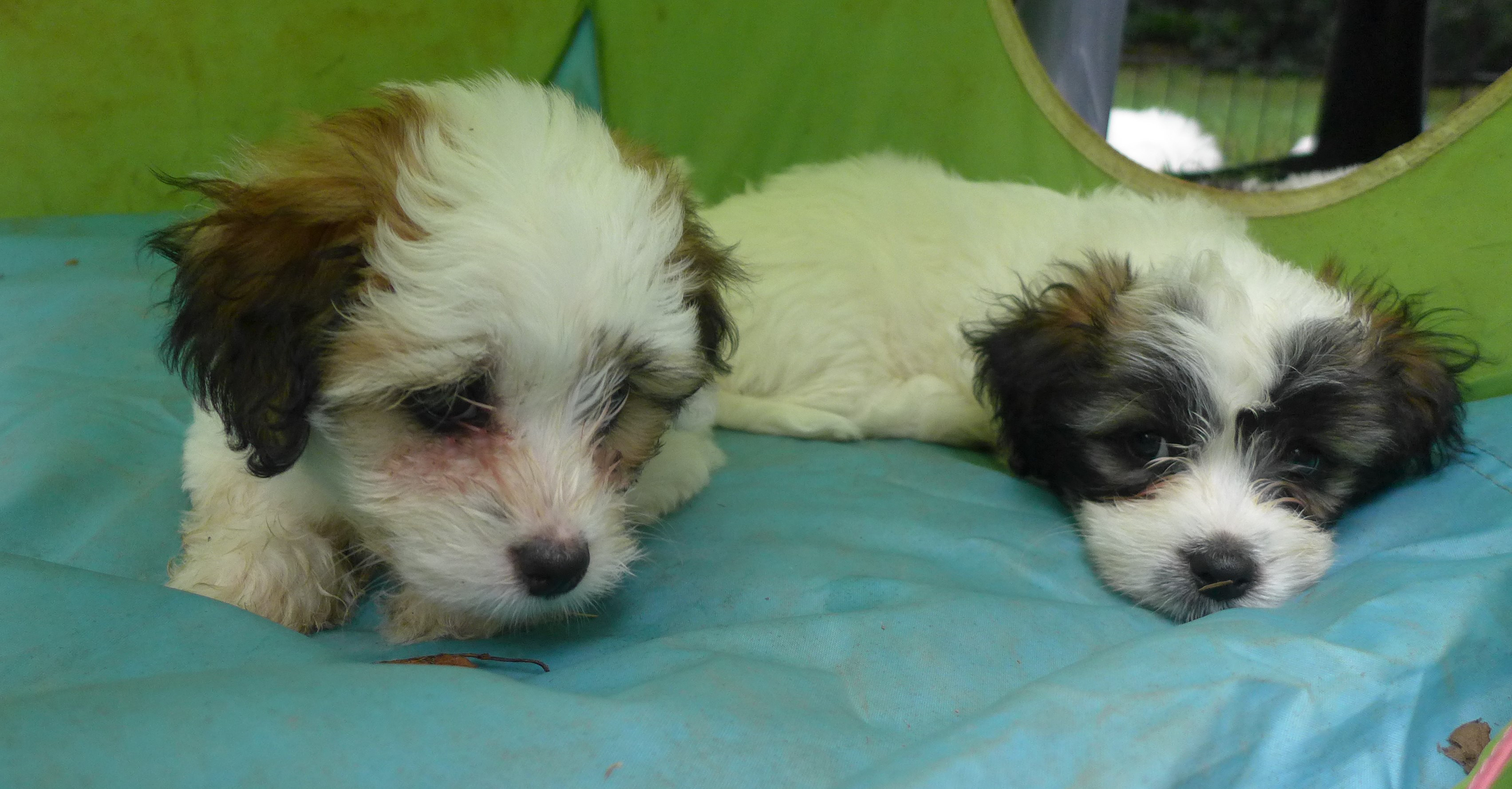 Buttercup, Petunia