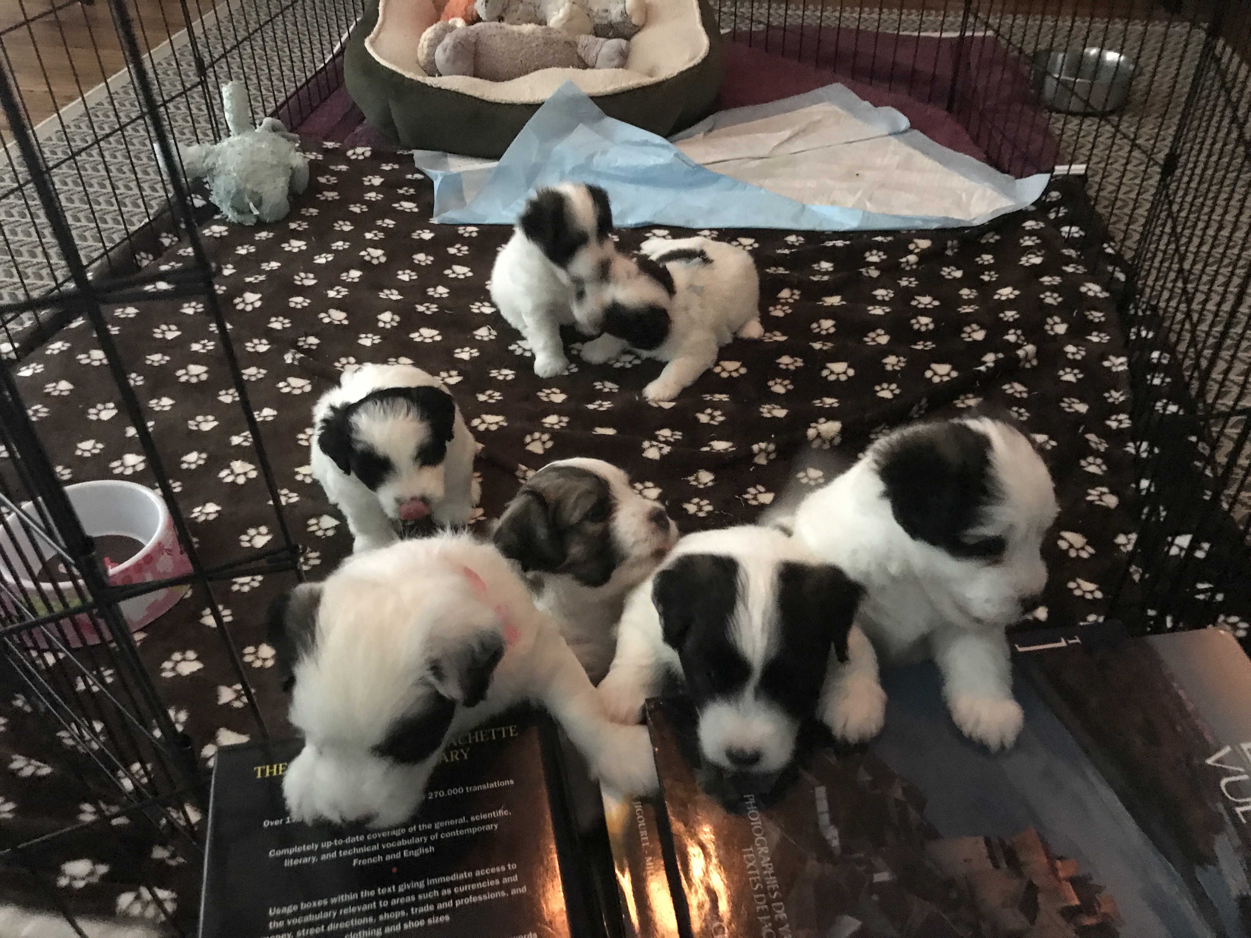 Cosette's pups