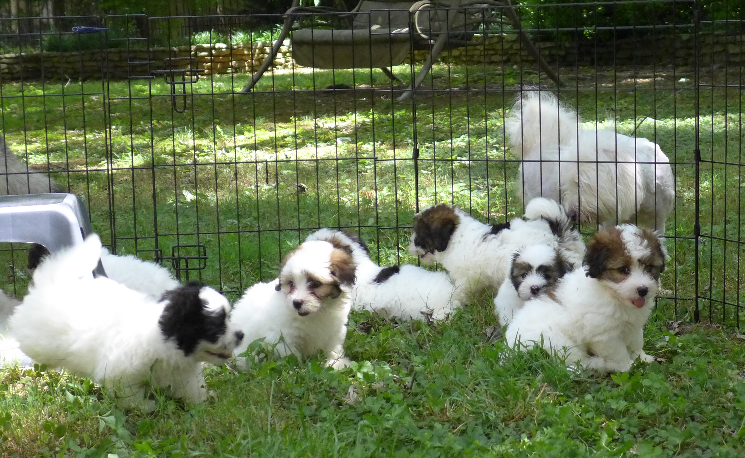 Mandeville, Buttercup, Rose, Gary