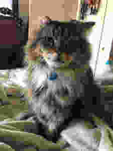 Theodore lost his life to FIP before there was an effective treatment.