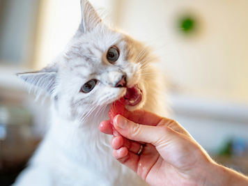 Why Does My Cat Lick Me Then Bite Me? The Real Reason Behind the Nibbles