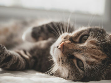 Digital Cat Training Program for Aloof Cats That Actually Helps