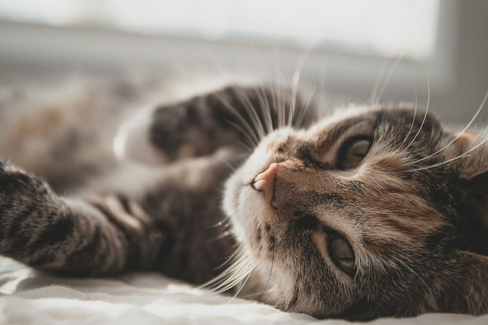 Digital Cat Training Program