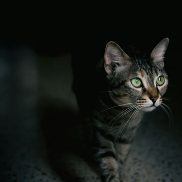 How to Stop Cat Zoomies at Night