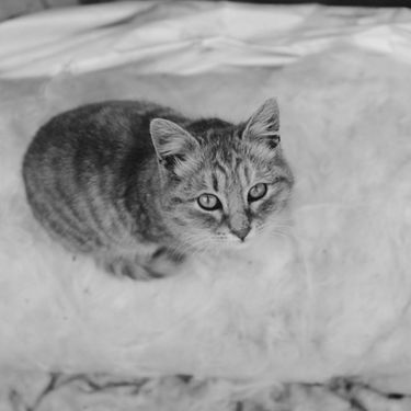 Why Won't My Cat Warm Up to Me? (You're Not the Problem)