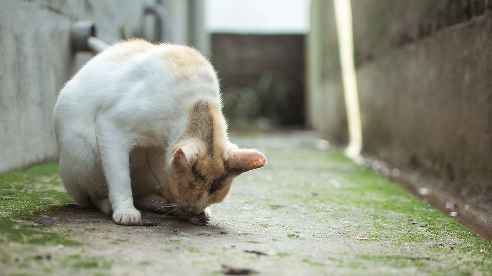 Cat Throwing Up Undigested Food