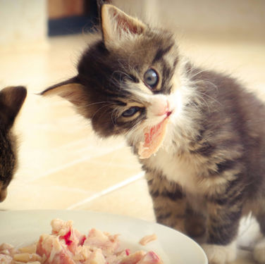 How Long Can a Cat Go Without Eating?