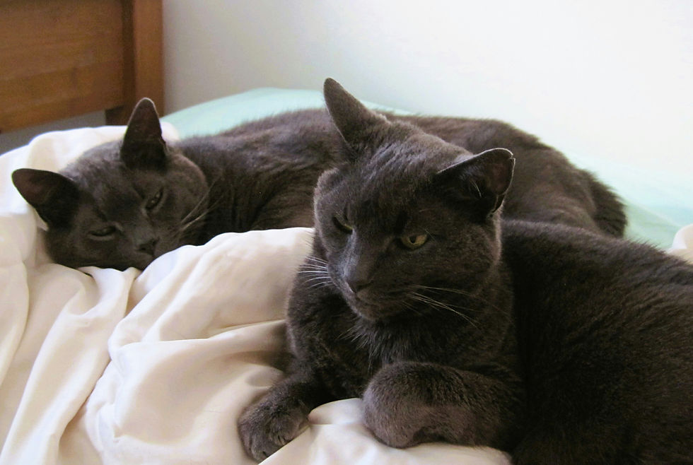 Cat Won't Bond