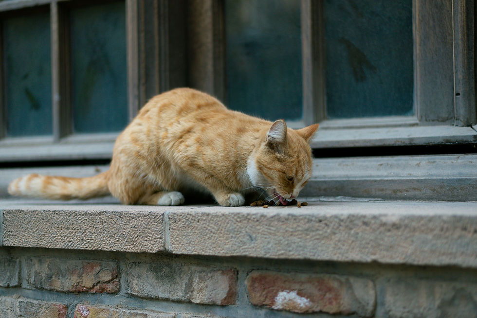 Best Cat Food for Older Cats with Kidney Problems