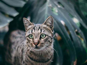 What Houseplants Are Toxic to Cats? A Guide for Feline Botanists