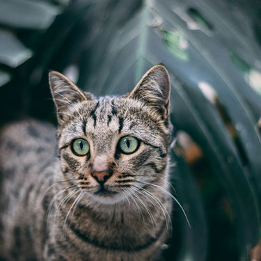 What Houseplants Are Toxic to Cats? A Guide for Feline Botanists