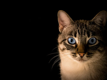 Self Paced Cat Training Course for a Closer Cat