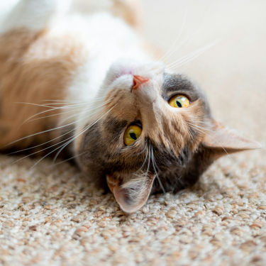 How to Get Rid of Cat Urine Smell from Carpet Permanently