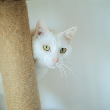DIY Cat Enrichment Ideas for Indoor Cats on a Budget