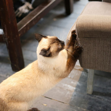 How to Stop a Cat from Scratching Furniture