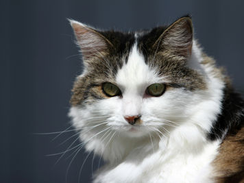 Cat Trust Building Course for Aloof Cats: A 30-Day Plan