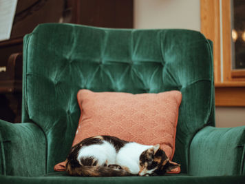 Signs of Kidney Disease in Older Cats