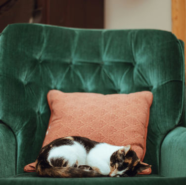 Signs of Kidney Disease in Older Cats