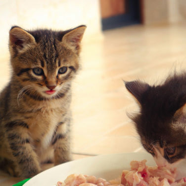 When Can Kittens Eat Dry Food?