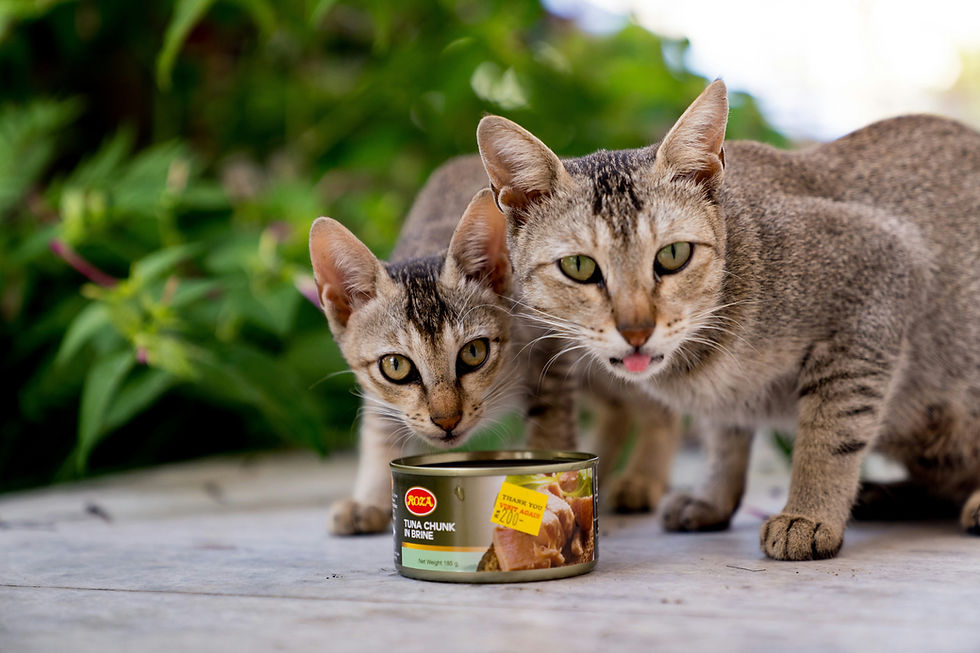 Is Tuna Bad for Cats? The Truth About Your Feline's Fishy Cravings