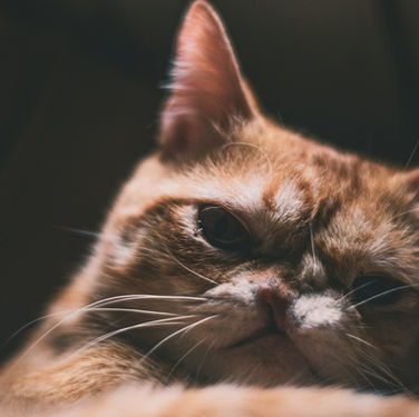 How to Tell if a Cat is in Pain: The Secret Feline Signs