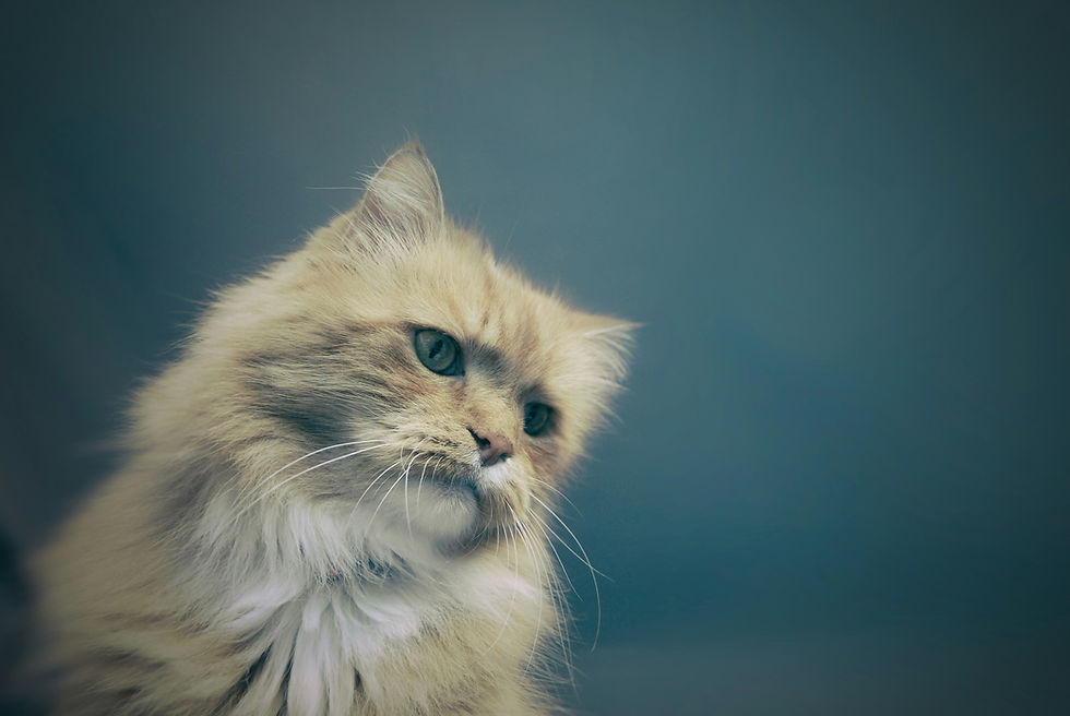 How to Connect With a Distant Cat (When It Feels Like They'd Rather Not Know You)