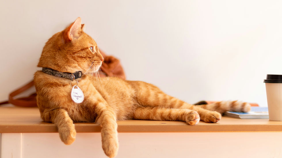 How to Get My Cat to Want to Be Near Me