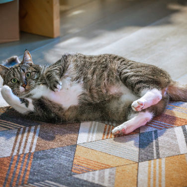 HUB post: Cat Body Language: Everything You Need to Know