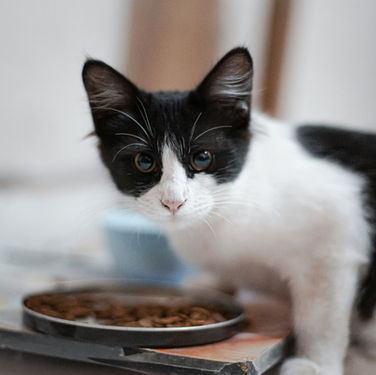 Human Foods That Are Toxic to Cats: Complete List